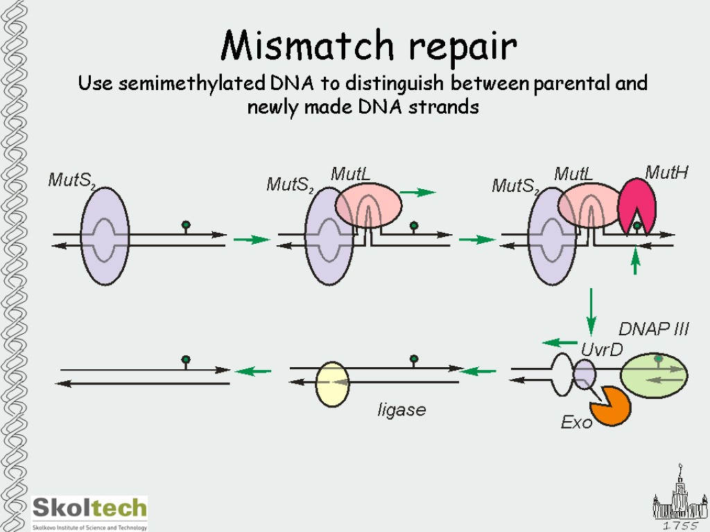 Mismatch repair Use semimethylated DNA to distinguish between parental and newly made DNA strands